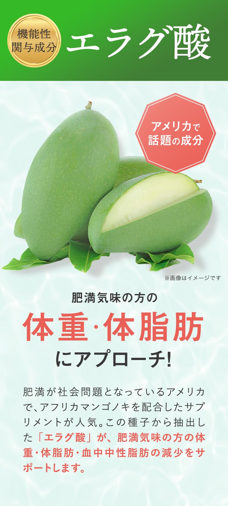 エラグ酸 肥満気味の方の体重・体脂肪にアプローチ